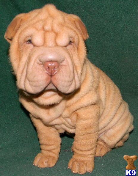 Chinese Shar-Pei Puppies